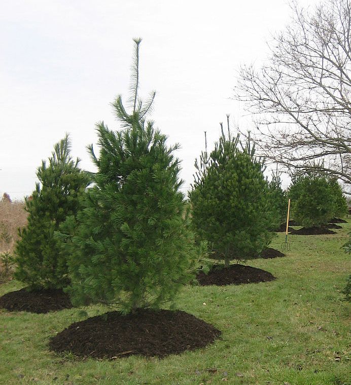 Landscaping Plants in Marysville and Columbus, OH
